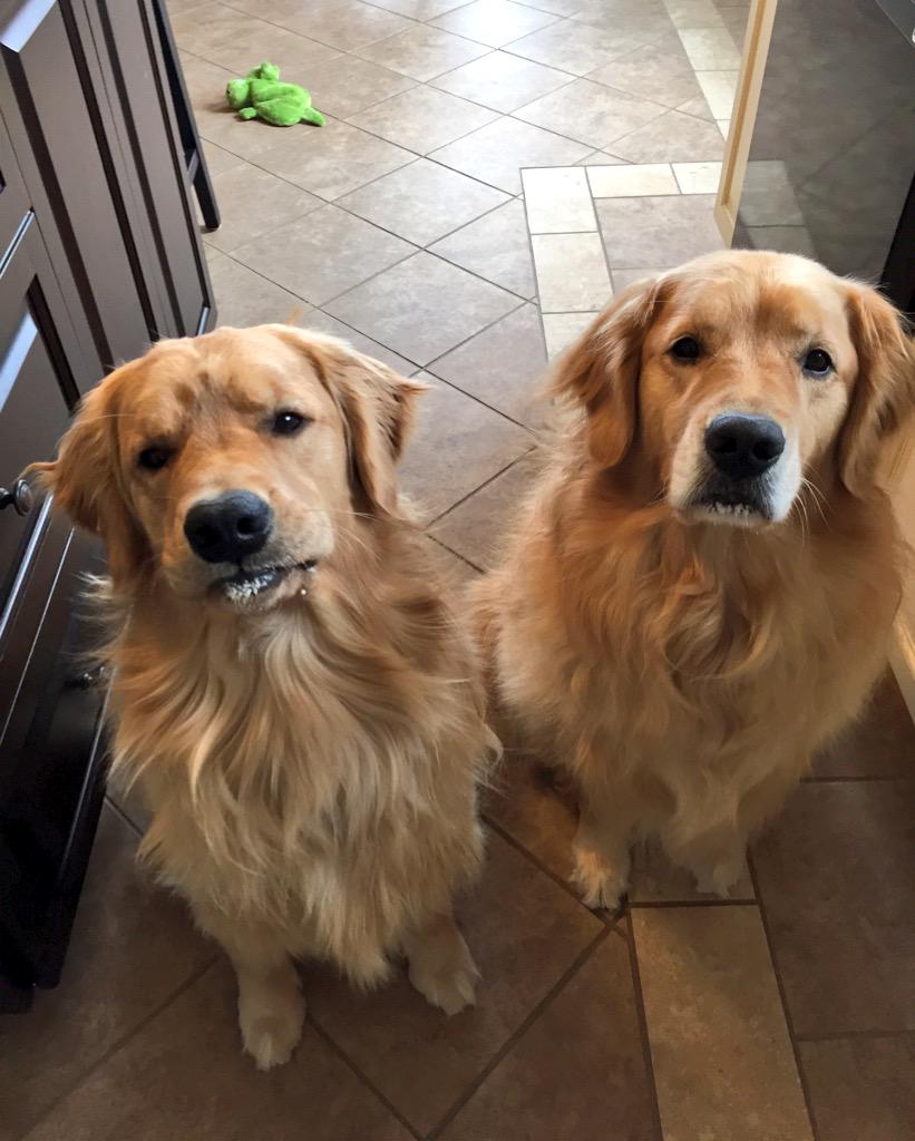 lynn2wine's tweet photo. Can we have more yogurt, mum?
Says "I-have-yogurt-all-over-my-face" Seamus? 😂😂 http://t.co/HHvFv1Pz6B