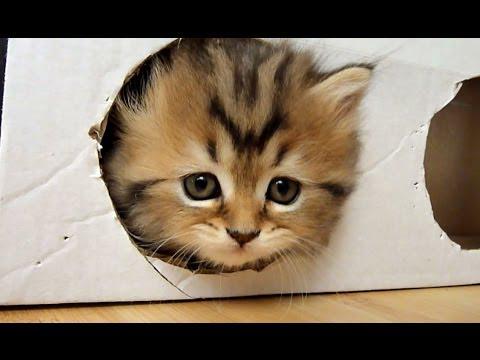 ComeOnEngland21's tweet photo. #Funny #Cats : ... - #C #CatVideo #CatsCompilation #CatsVideo #DancingKittens - https://t.co/fBwN4aNSmL http://t.co/3yeUbJkVIu