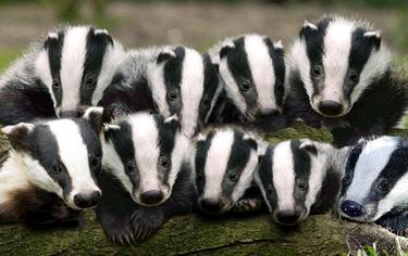 Badgergate's tweet photo. On #NationalBadgerDay make a pledge to protect &amp; celebrate badgers 365 days a year. Why? 'cos they're 150% worth it! http://t.co/6mqnlBZ1lN