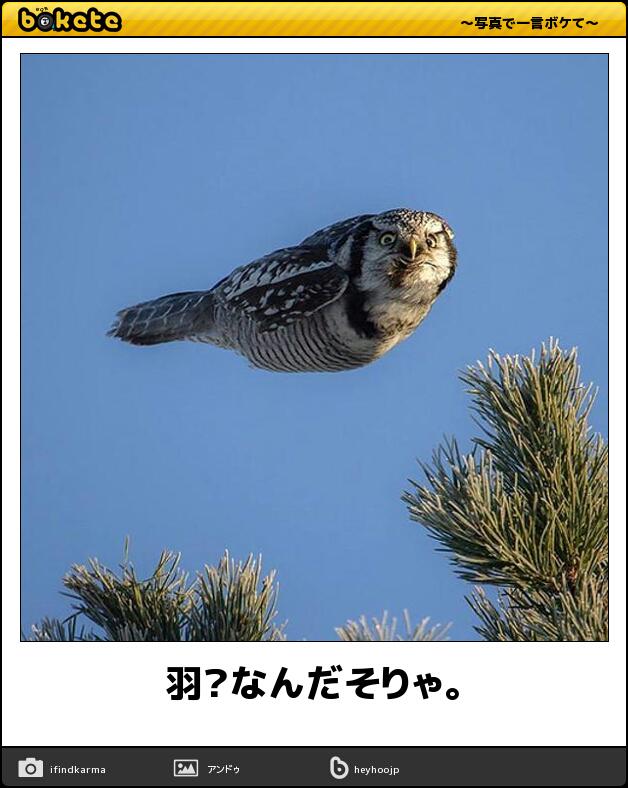 毎日大量追加 爆笑必至 今日の ボケて 傑作集まとめ 3ページ目 Togetter