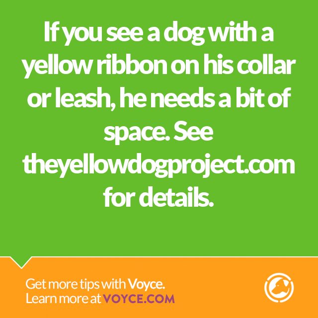 OHG_Corp's tweet photo. http://t.co/3GY8InE2FG #dogsoftwitter #theyellowdogproject #dogs #Voyce http://t.co/Q4lDMqvehw