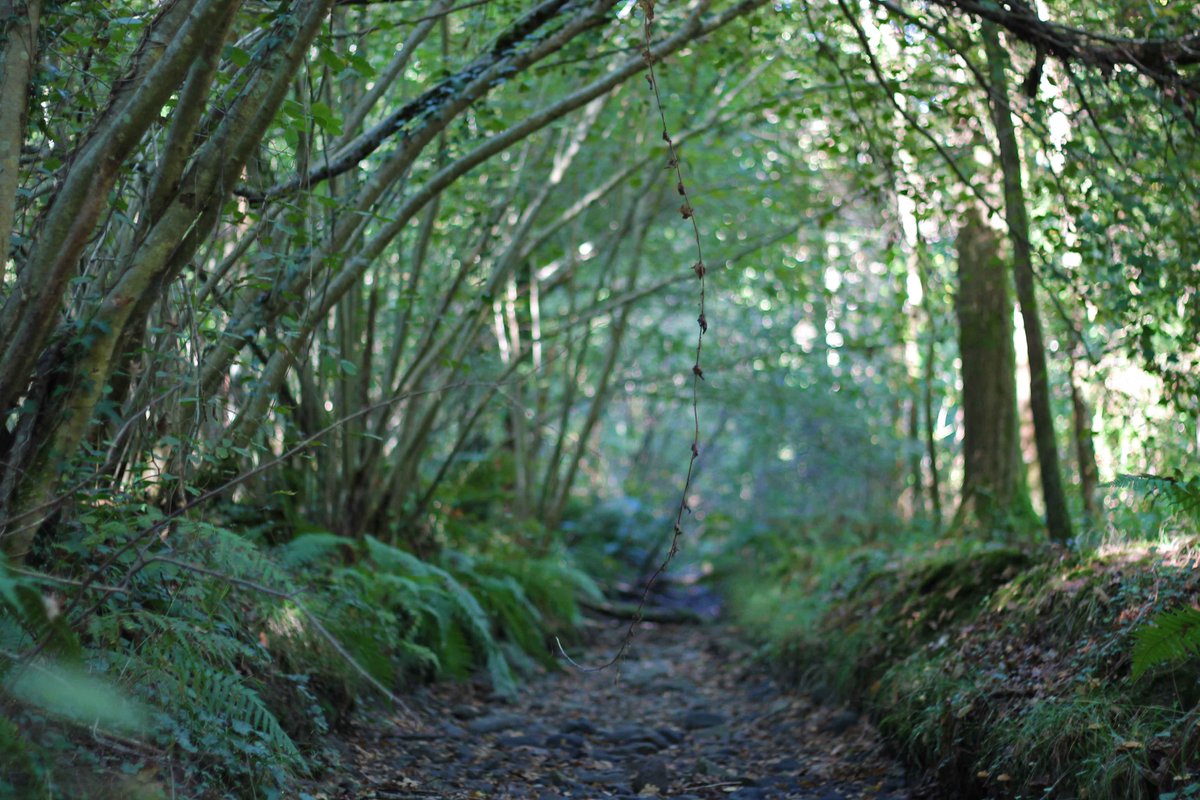Une balade en forêt, un matin d'Octobre plume-evenements-petillants.fr/une-balade-en-… #octobre #forêt #balade