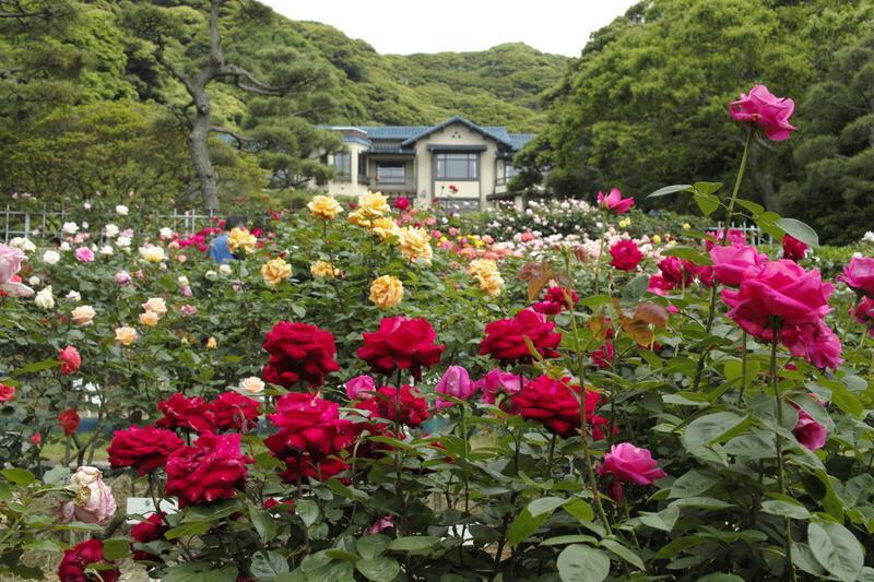 月ｘｘｘ| 薔薇園の王魔女 tweet media