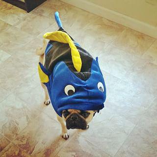 Joy_PhotoCam's tweet image. Trying on his #HalloweenCostume #pug #PugsofInstgram #dog #fish #Dogfish findelight.net/puggie_detail.…