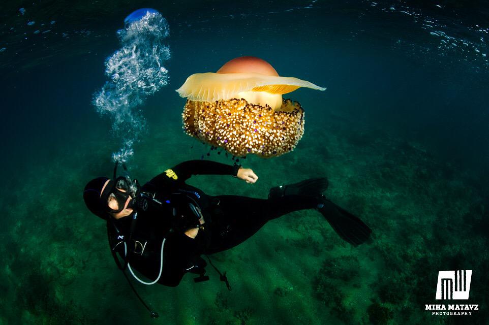 I really like this kind of underwater life and ambient :) #mihamatavzphotography #nikon #fiesa #iahdadriatic #diving