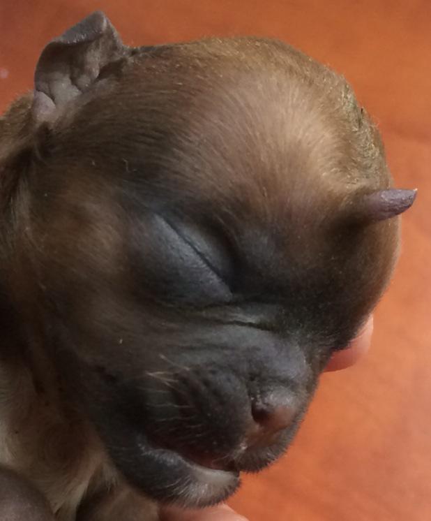 fonsvdveen's tweet photo. Vandaag iets wonderlijks meegemaakt. Onze Petit #Brabancon is bevallen van 5 pups, waaronder deze! #eenhoorn #foutje http://t.co/bHmNwqwFLg