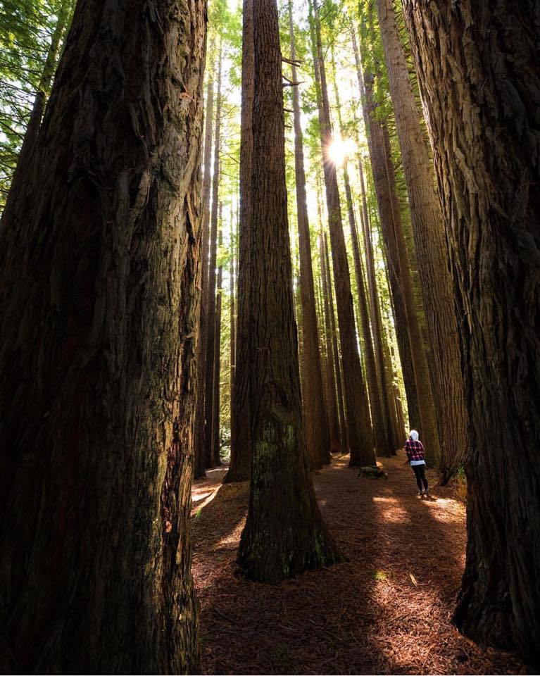 #AustralianStory #treeoftheyear