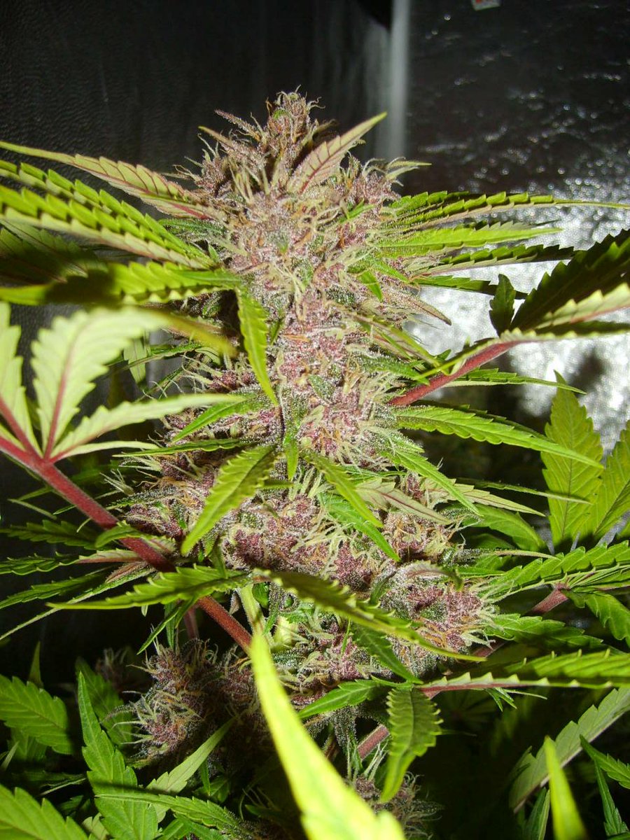 Fast_Buds's tweet photo. #Fastberry young plant starting to display her lovely pink flowers!!
#Fastbuds http://t.co/qmuYNI9vnO