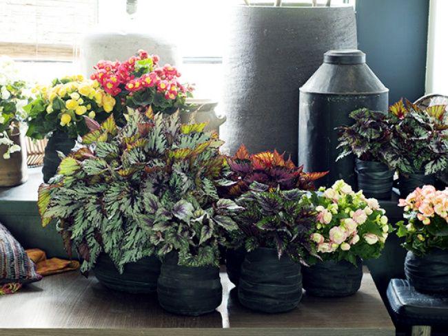 HIP_Aalsmeer's tweet photo. Begonia-boost: 
5 tips for pimping your home with Begonias! 
http://t.co/ugZjEE6PdS http://t.co/80DytopabO