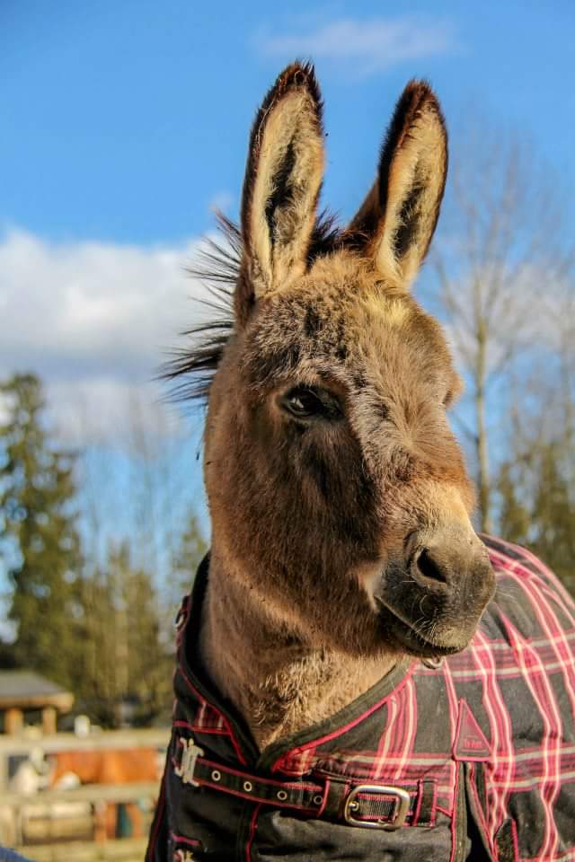 SAINTSrescue's tweet photo. Your #dailysquee brought to you by Ziggy. He'd love to meet you! Tours are Saturdays and Sundays at 11. http://t.co/9jYJ1utrIg