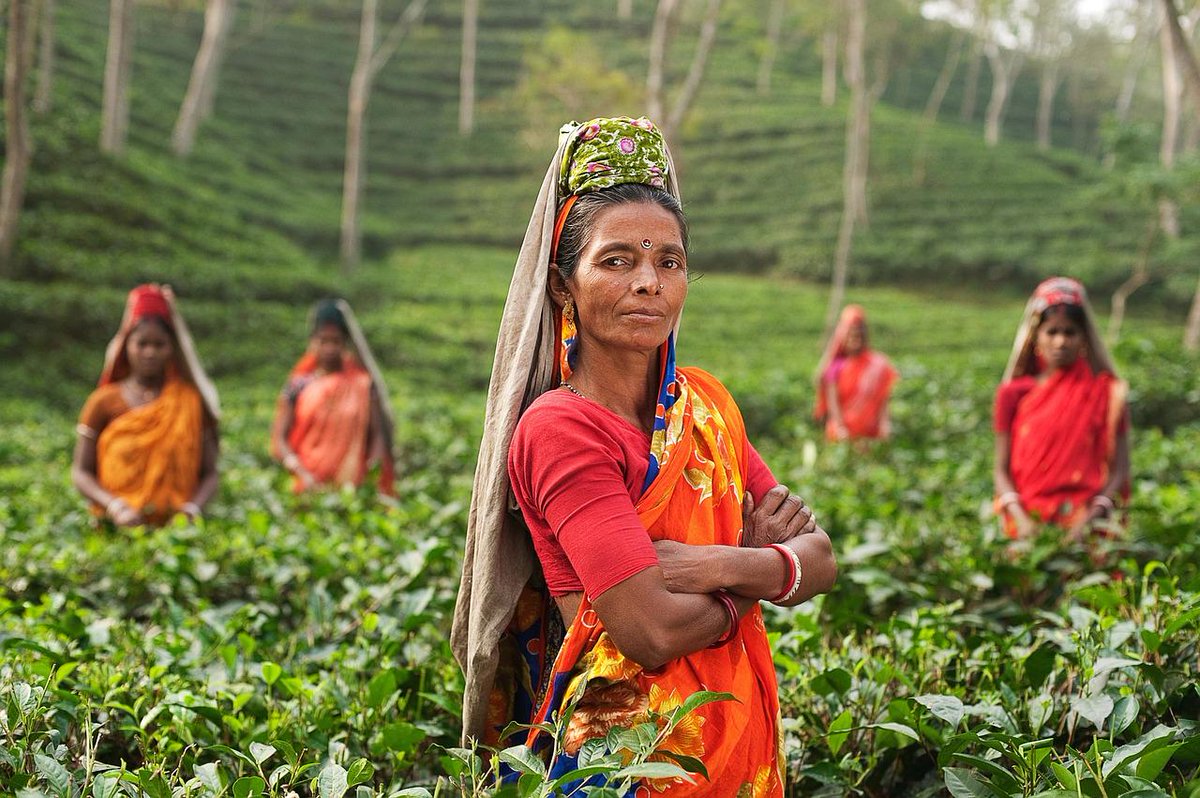 ¿#SabiasQue  Assam es la región más extensa de cultivo de #té en el mundo? #losmartesté
