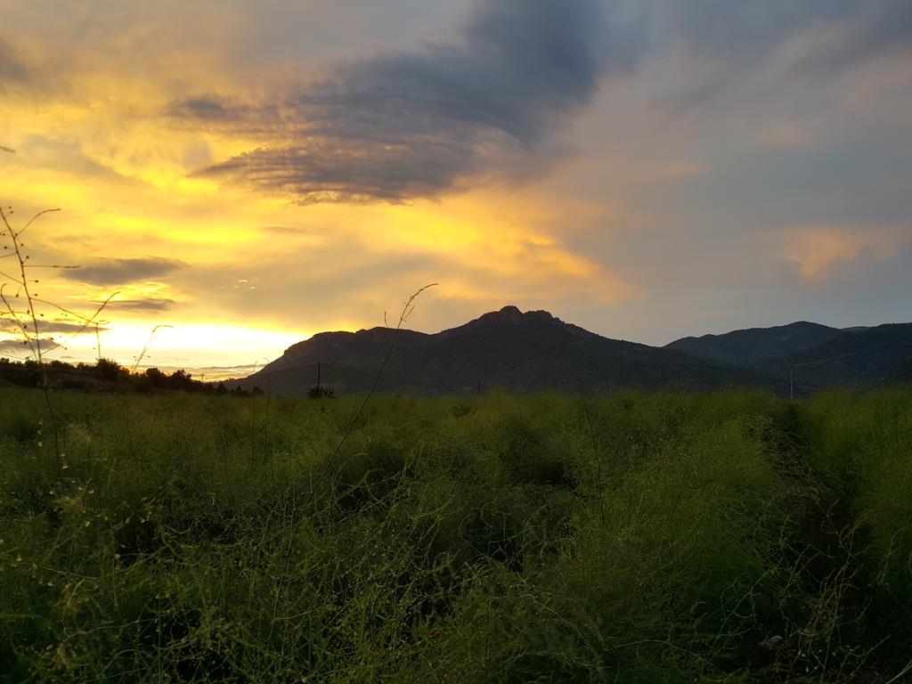 Evening in our asparagus farm #spargel #asparagus #asperges #kuşkonmaz #アスパラガス