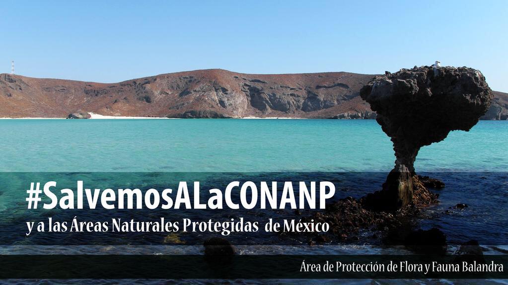 belomtz's tweet photo. #SalvemosALaCONANP #MéxicoBiodiversidadEnRiesgo @Conabio @udg_oficial @CONANP_mx @CANAL44TV @Milenio @greenpeacemx http://t.co/SAT1DaHREA