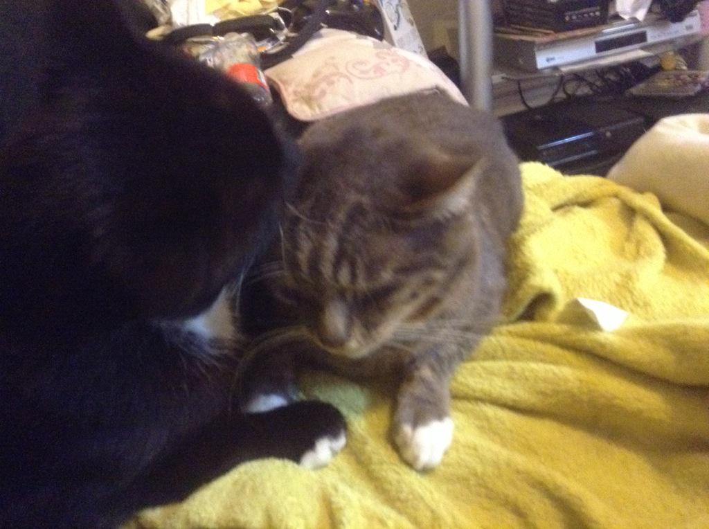 leicscatcafe's tweet photo. @orbitalraver I have Felix grooming Eric! http://t.co/dYaGJyl3DW