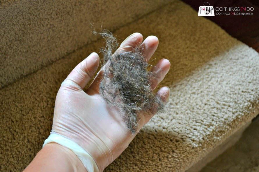 CUSTOM STEAM on Twitter "How to Clean pet hair from carpet? http//t