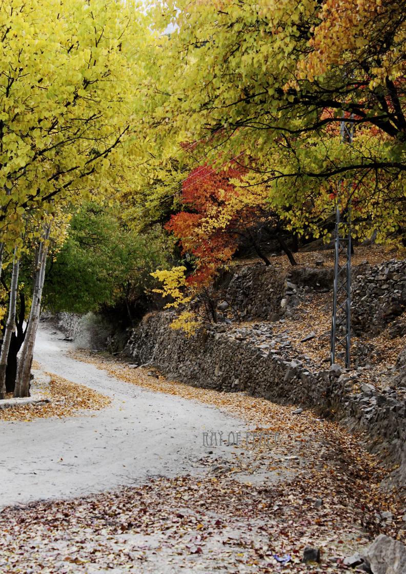 NephKiran's tweet photo. #Path #pathway #autumn  #road #Tree #colors #natureneeds #nature #NatureIsSpeaking #naturephotography #photography http://t.co/WD8HlCop1e