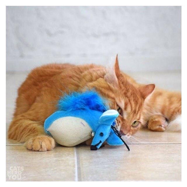 CatsHerdYou's tweet photo. Every #catnip mouse is my best friend. #catsofinstagram #catstagram #catsherdyou #catswith… http://t.co/Q8SqgKATnB http://t.co/5ZJpVHtEW8