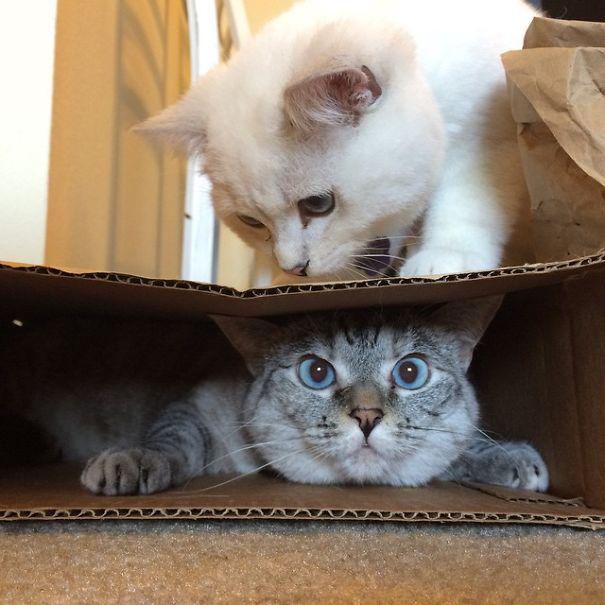 meowbox's tweet photo. Story of Instagram’s most famous #cat Nala, who has 3.2M followers 😽💕 http://t.co/WcEyfM1n6n @boredpanda @iamnalacat http://t.co/vYmPibLOWh