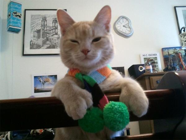 CommeLesChats's tweet image. #CommeLesChats j'ai mis une écharpe.