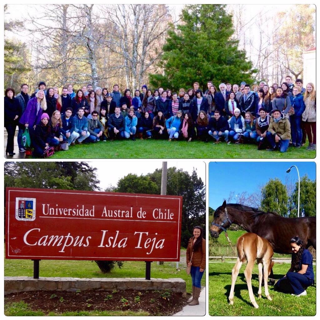 Mi último semestre de Medicina Veterinaria en Chile 2014 <a href="/ECA_association/">ECA</a> <a href="/unisalle/">Unisalle</a> <a href="/lasalleglobal/">Lasalleglobal</a> #cequint #unisalle