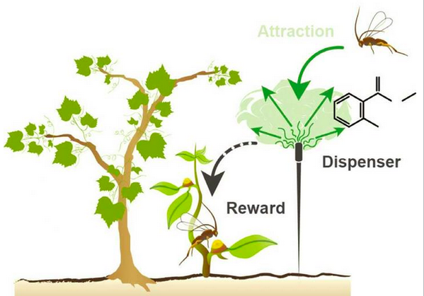 agfnl's tweet photo. Wild plants call to carnivores to get rid of pests, could crops do the same? http://t.co/3qCU7nmAFs  @CivilEats http://t.co/cap44iZQGb