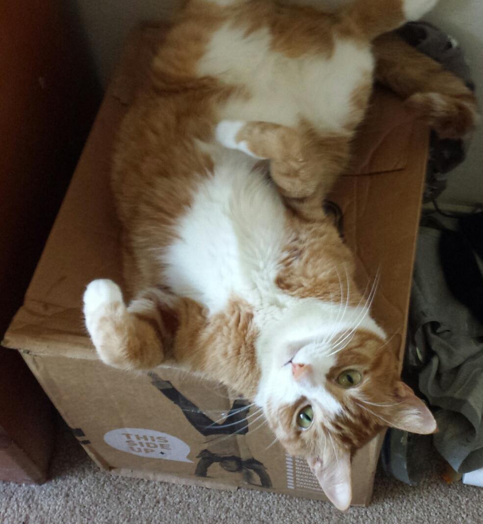 SheepieTime's tweet photo. #TABBYNATION #TabbyTuesday🎵"I feel orange today, my white chest starts the Milky Way"🎶🎵 http://t.co/TcRPGpB8sw