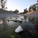 Photo by Pasadena Environmental Advocates (PEAs) (@StyroFreePas)