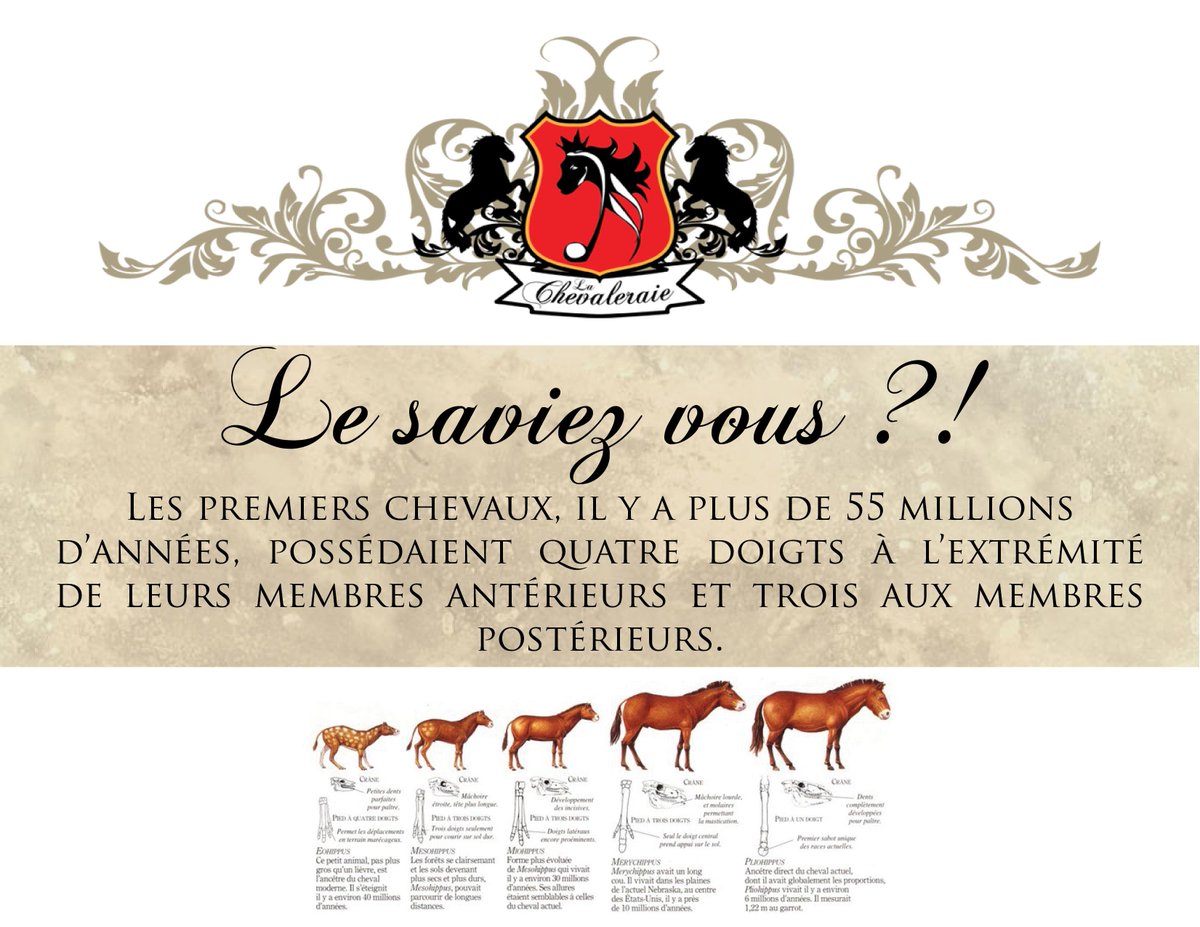 CavalandParc's tweet photo. Le saviez-vous ?!
#anecdote #cheval #passion #cavalier http://t.co/1XAO2e4Vwh