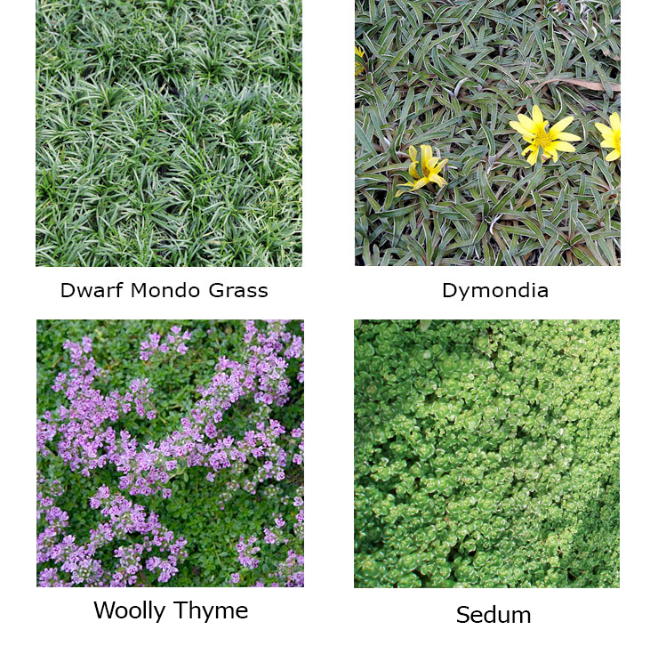 Drought Tolerant Lawn Alternatives northparknursery.com/2015/10/drough…