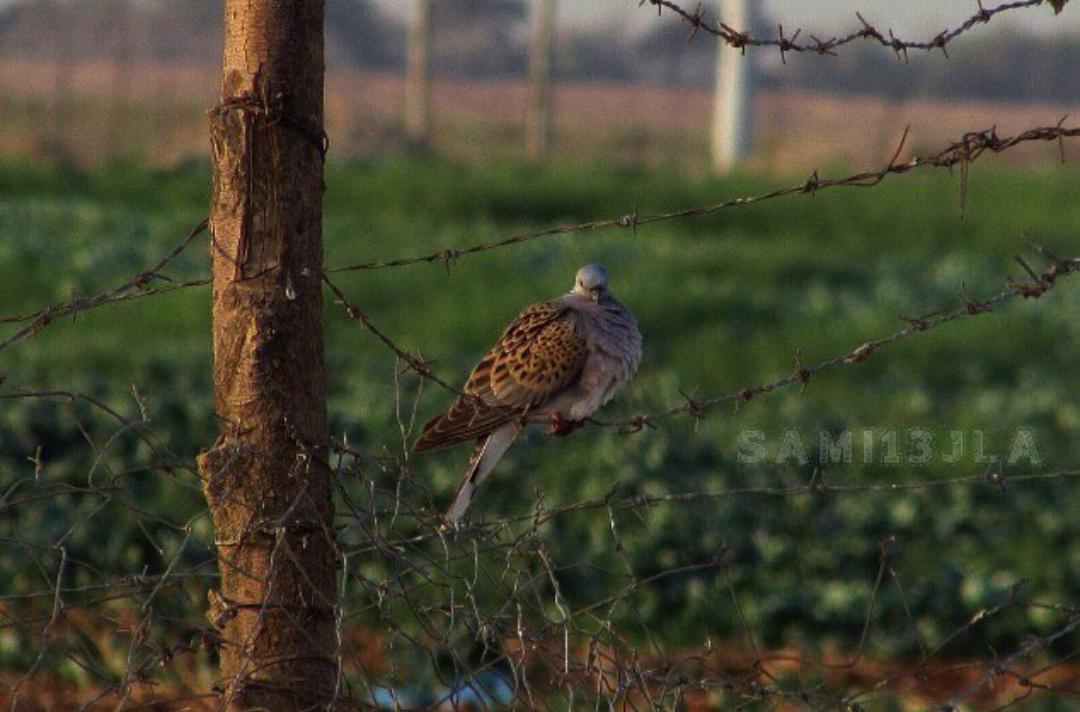 من تصوير هالموسم محبوب الملايين