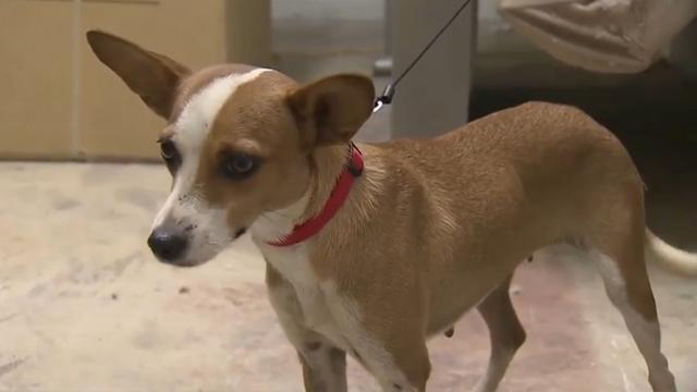 Dog brought to S. Fla. by Cuban migrants dies just weeks after arriving to the U.S. bit.ly/1FVjBte?utm_me… http://t.co/rrkVicCHQD