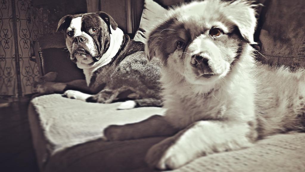 remirem2's tweet photo. Mes 2  bestioles 🐶#australianshepper #americanbulldog #dogs #photography http://t.co/Yz4nMFNaKr
