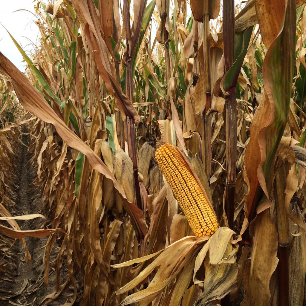 CDemWellness's tweet photo. When the view is this pretty, my job is easy. #goldenharvest #corn #countdowntoharvest @SyngentaUS http://t.co/weIhpwd2p2