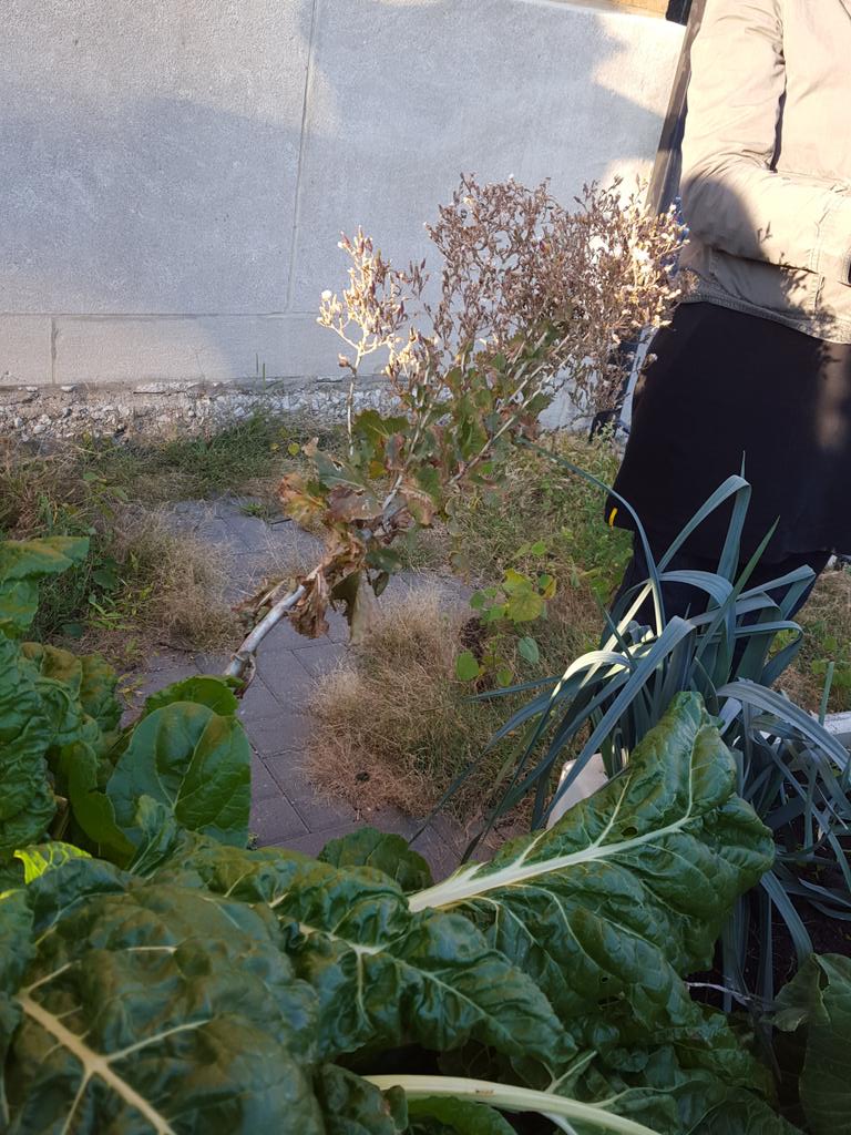 Tilton lettuce. Collect seeds