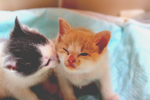 MascotaTuitera's tweet photo. Instagram: BellosAnimales http://t.co/fj2UlqG51t