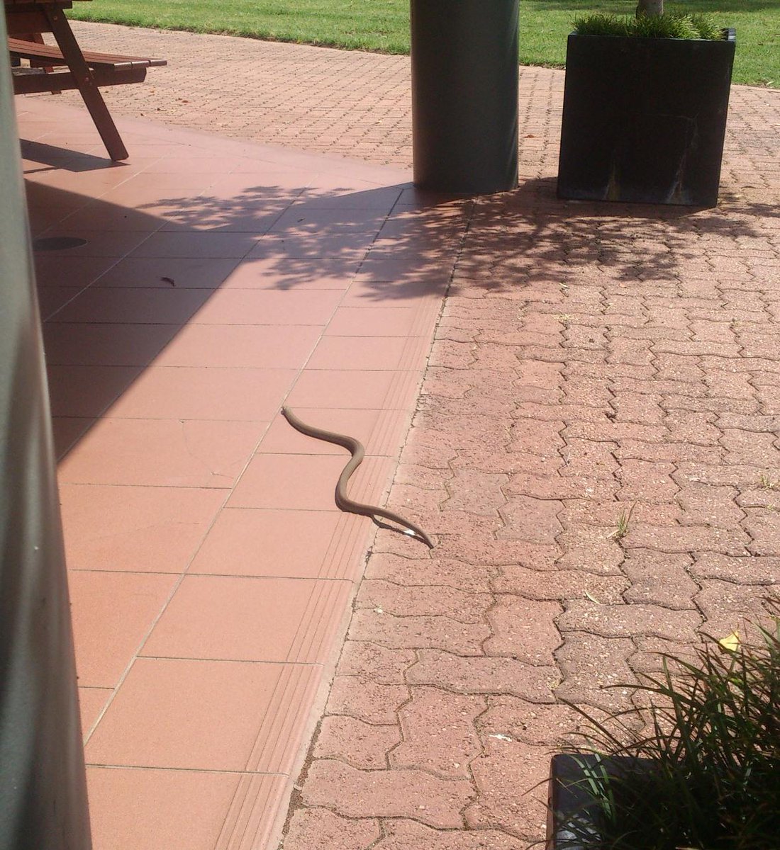 PICSEUoA's tweet photo. When a snake takes the best spot in the lunch area #yacantsithere (photo credit brave Sam) #Waitecampus http://t.co/RLFPjAbmiP