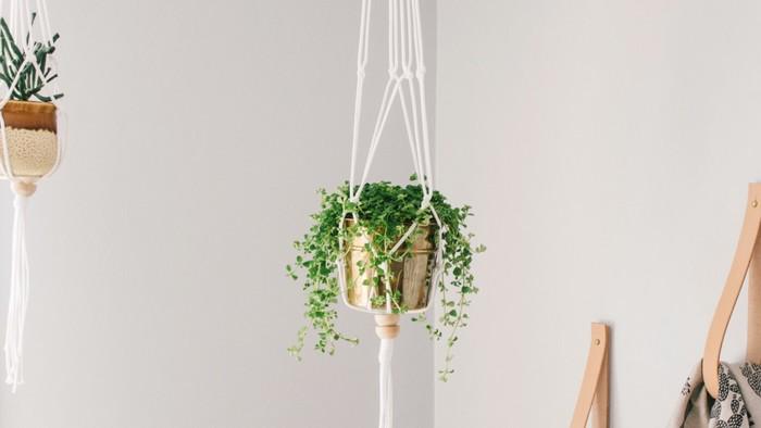 キナリノ公式 Diyしてみない マクラメ プラントハンガー の作り方と素敵なインテリア T Co Cwf0psgw56 Diy マクラメ プラントハンガー インテリア キナリノ Http T Co 1xinizrdk2 キナリノ公式 Diyしてみない マクラメ プラントハンガー の作り方と素敵なインテリア T Co Cwf0psgw56 Diy マクラメ プラントハンガー インテリア キナリノ Http T Co 1xinizrdk2
