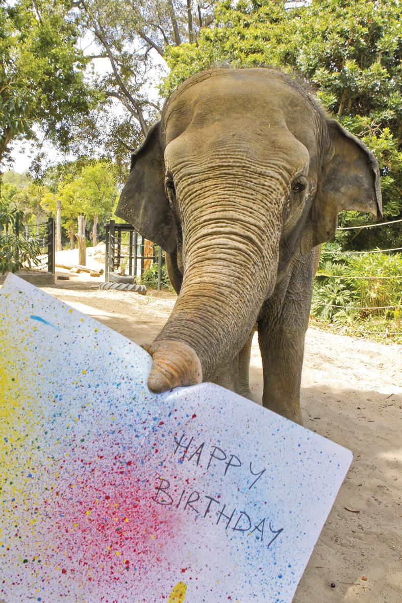 PerthZoo's tweet photo. A Zooper happy 99th birthday to @tarongazoo for today and 153rd birthday to @MelbourneZoo for yesterday! http://t.co/b9GpQXKDUE