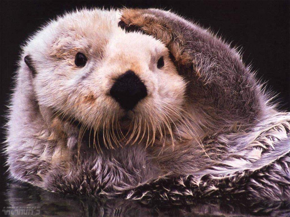 The sea otter is the furriest creature on Earth, with an astonishing 140,000 hairs per square centimeter of skin.