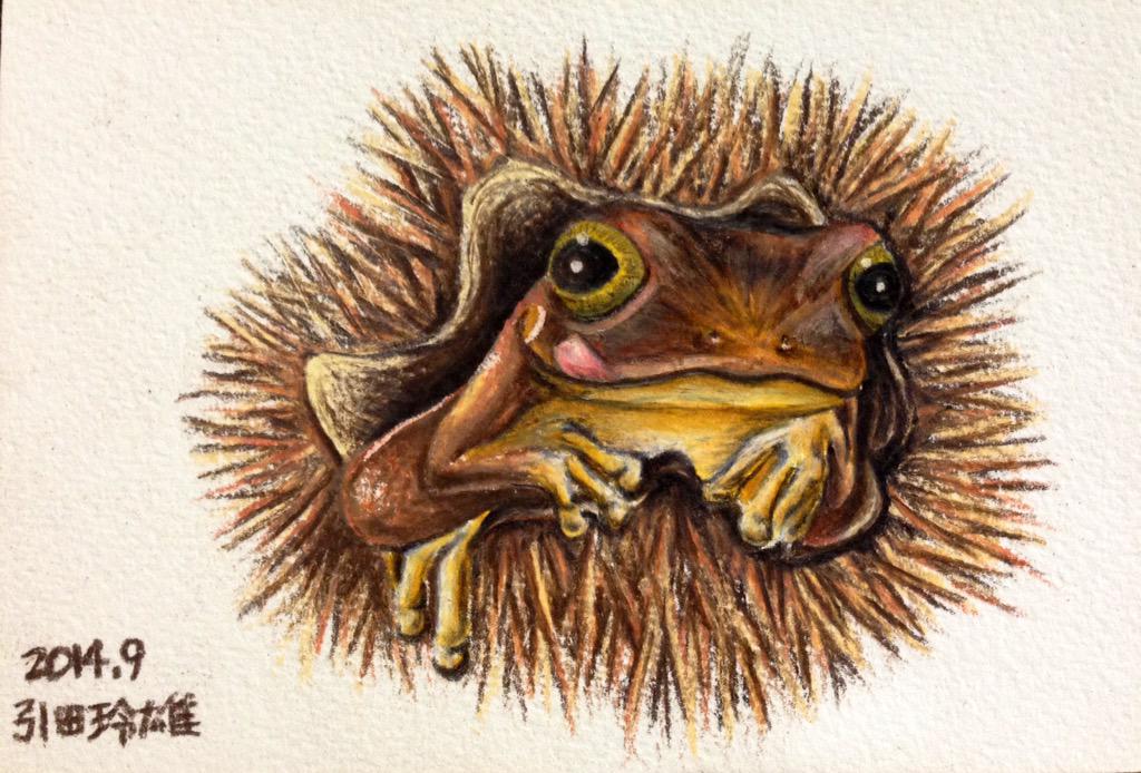 カエルメイトまとめ Twitter