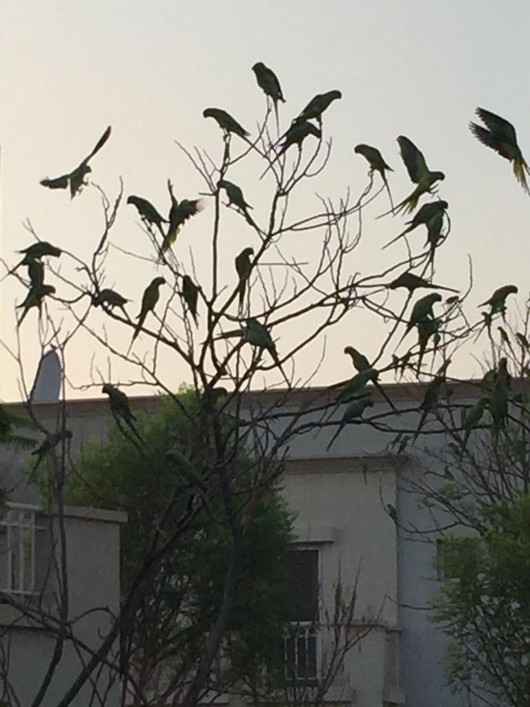 RelaxInDubai: RelaxInDubai: TulipDXB: Good morning Dubai , a tree full of parrots #mydubai # emiratesliving