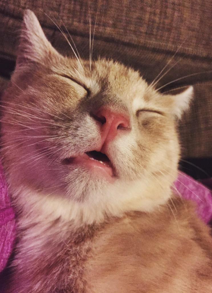 GreatRiverRes's tweet image. Goodnight