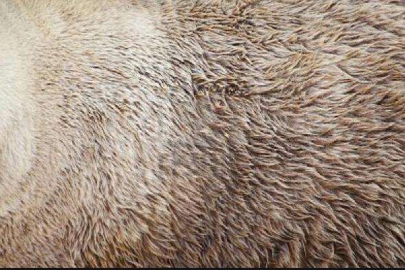 plutosgems's tweet photo. Snakeskin! SNAKESKIN! #HowInsulting ! It's soft teddy bear fur!
@DrFunkySpoon @JPMajor @NewHorizons2015 @fcain http://t.co/44RqJZbgU4