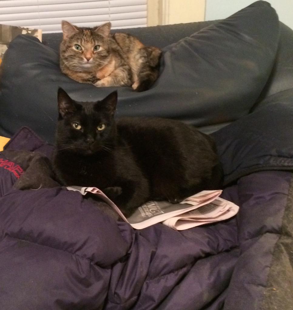 marymikesell's tweet photo. Spooky and Sweetie 😻😻 http://t.co/KsNNX5iph6