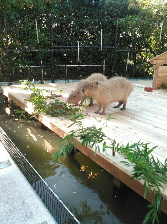 仲良く盛り盛り中です。 ぜひ 新しい仲間に会いに来てくださいね