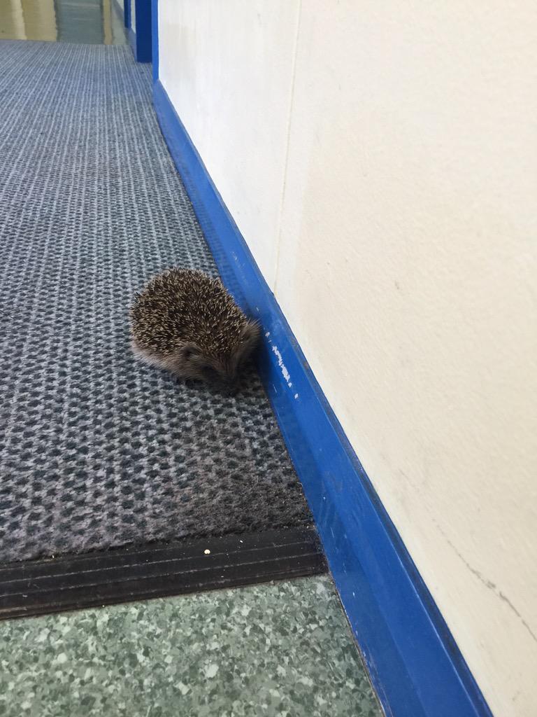 MusicCCA's tweet photo. Was not expecting this little guy on my learning walk this morning. http://t.co/pwehHm1tNn