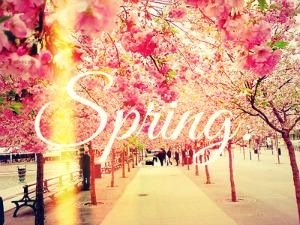 itendstonight4's tweet photo. Spring time is here! Flowers and relationships are blossoming. Anything interesting to share? @itendstonight4 http://t.co/rLiJqjYved