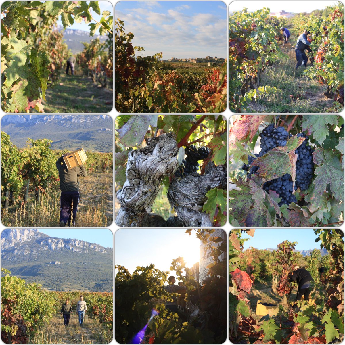 BJavierSanPedro's tweet photo. Despedimos la #vendimia.Ahora toca trabajar en nuestros sueños dentro de la #bodega. ¡Buenos días! #vino #rioja #wine http://t.co/whXDQfkqgq