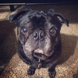 Joy_PhotoCam's tweet photo. #imapug I'm a stinky stinky #pug http://t.co/mvWN0p0BcS http://t.co/SGur6KkuSv