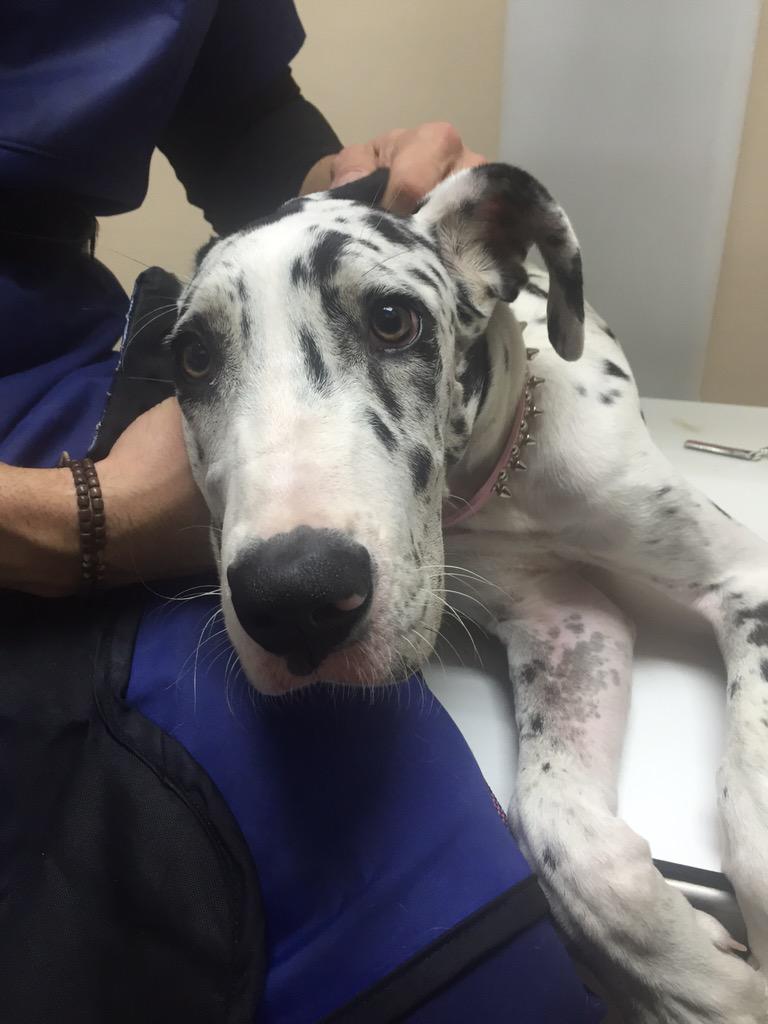 jennyfool's tweet photo. Today at work was puppy overload #lovemynewjob #puppiesallday #ervettech #knowles http://t.co/0NTZ0iH9w1